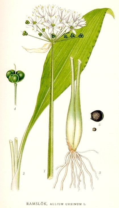 ramsons